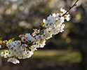 Orchard Blossom 121